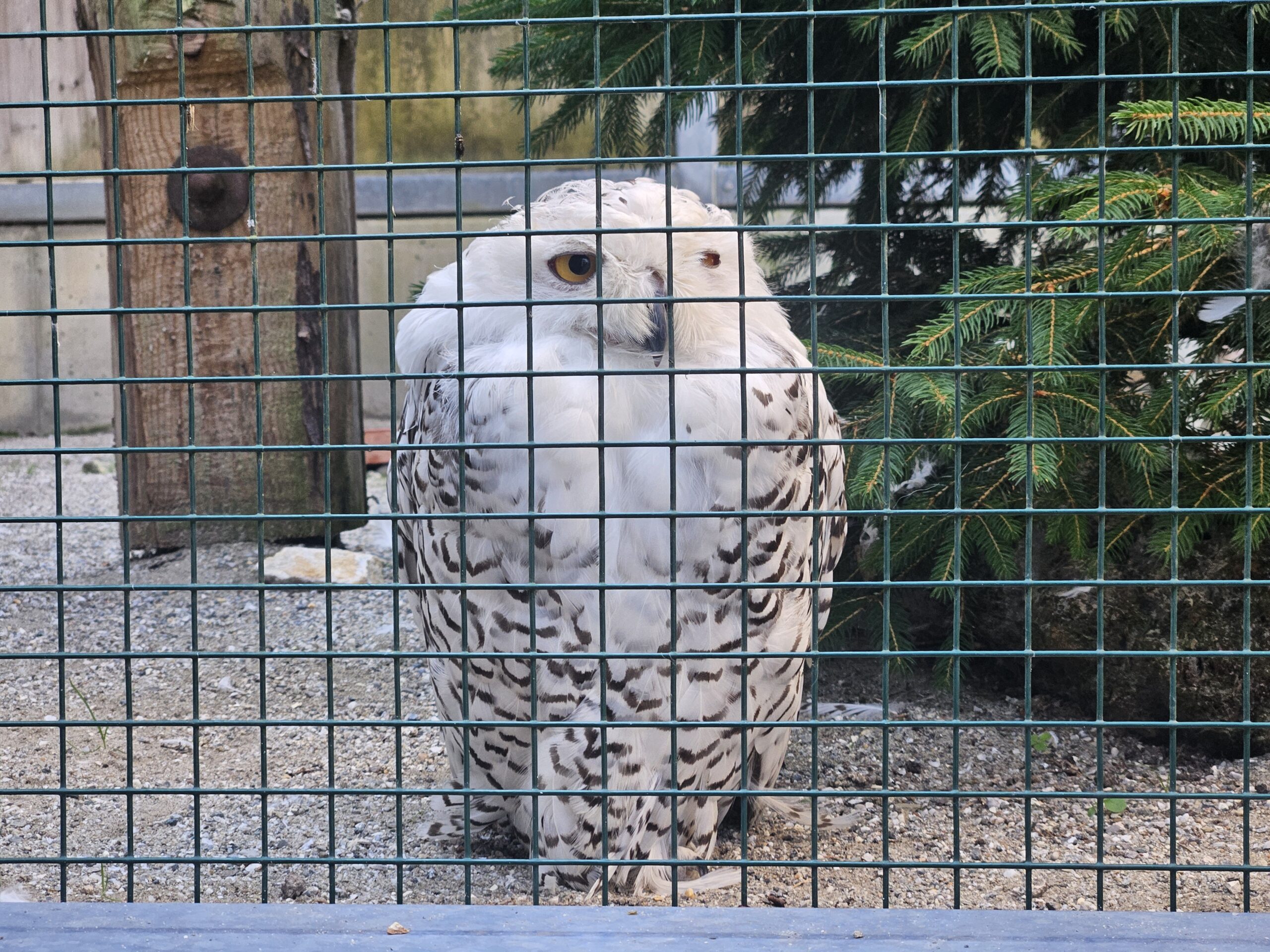 Adler Arena Kleinkind