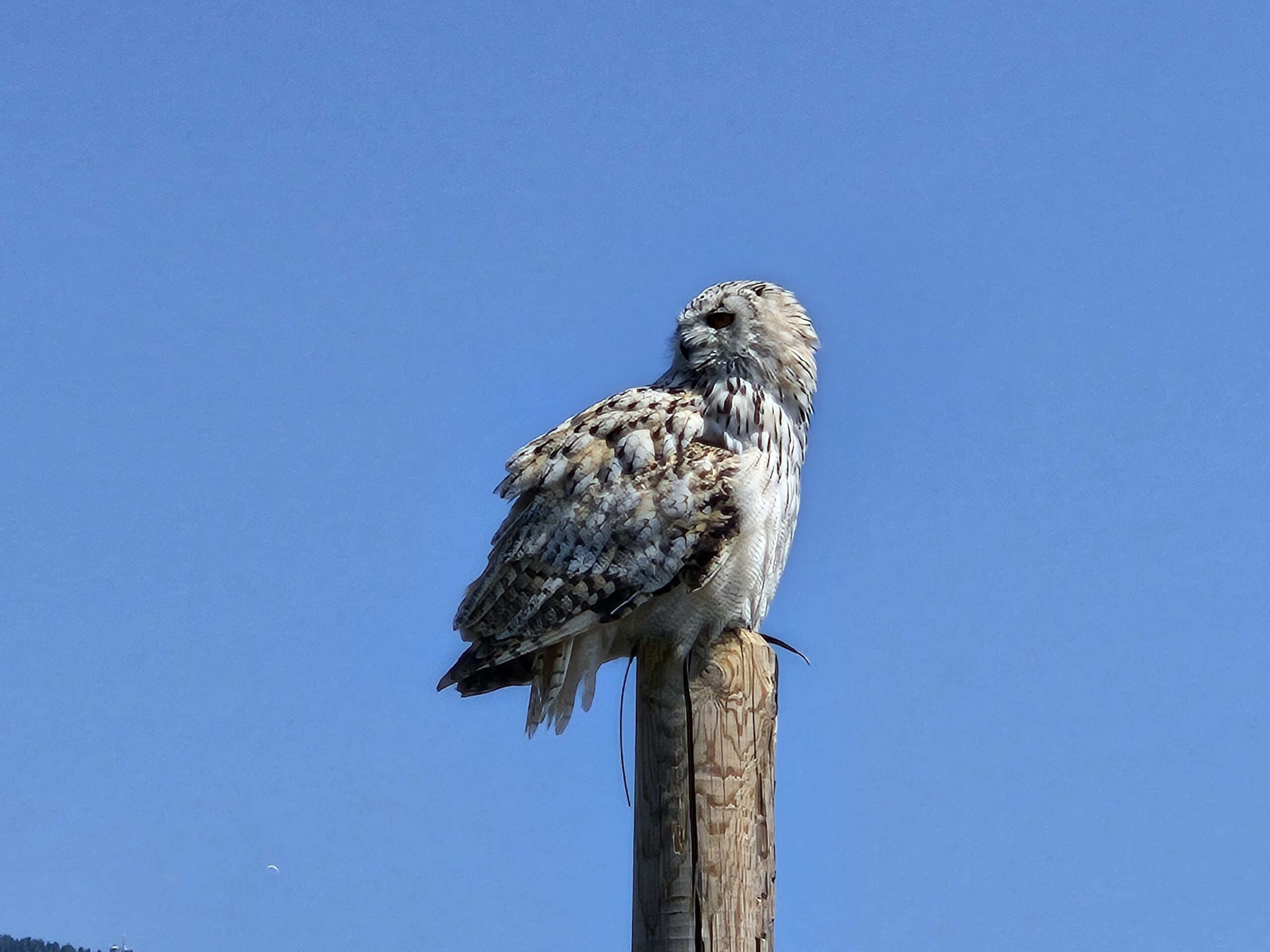 Adler Arena Kleinkind