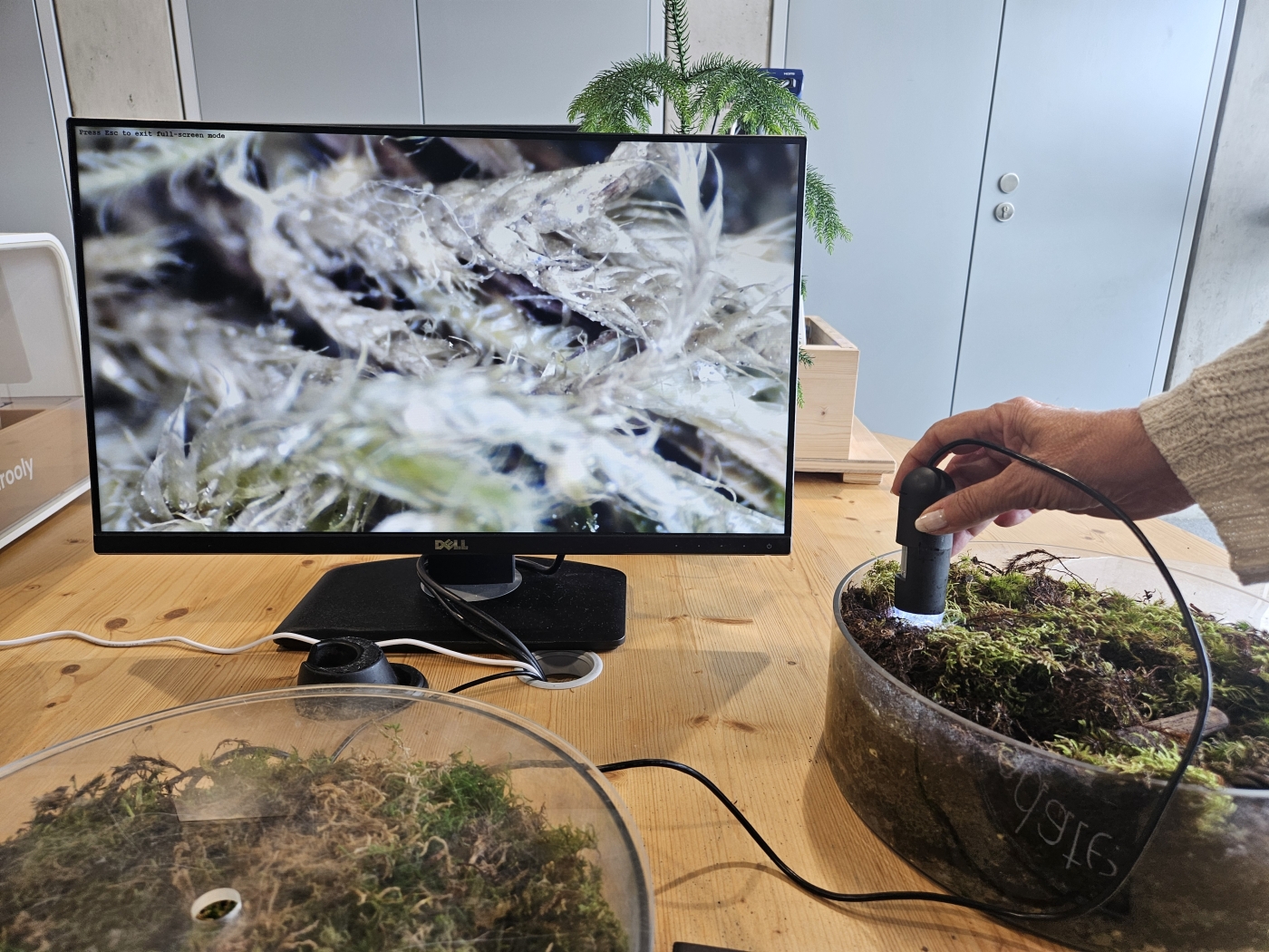 Ars Electronica Kleinkind