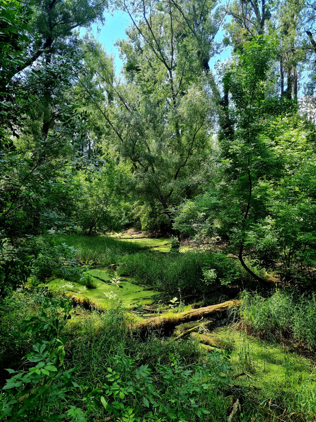 Au-Erlebnisweg Klosterneuburg Kleinkind