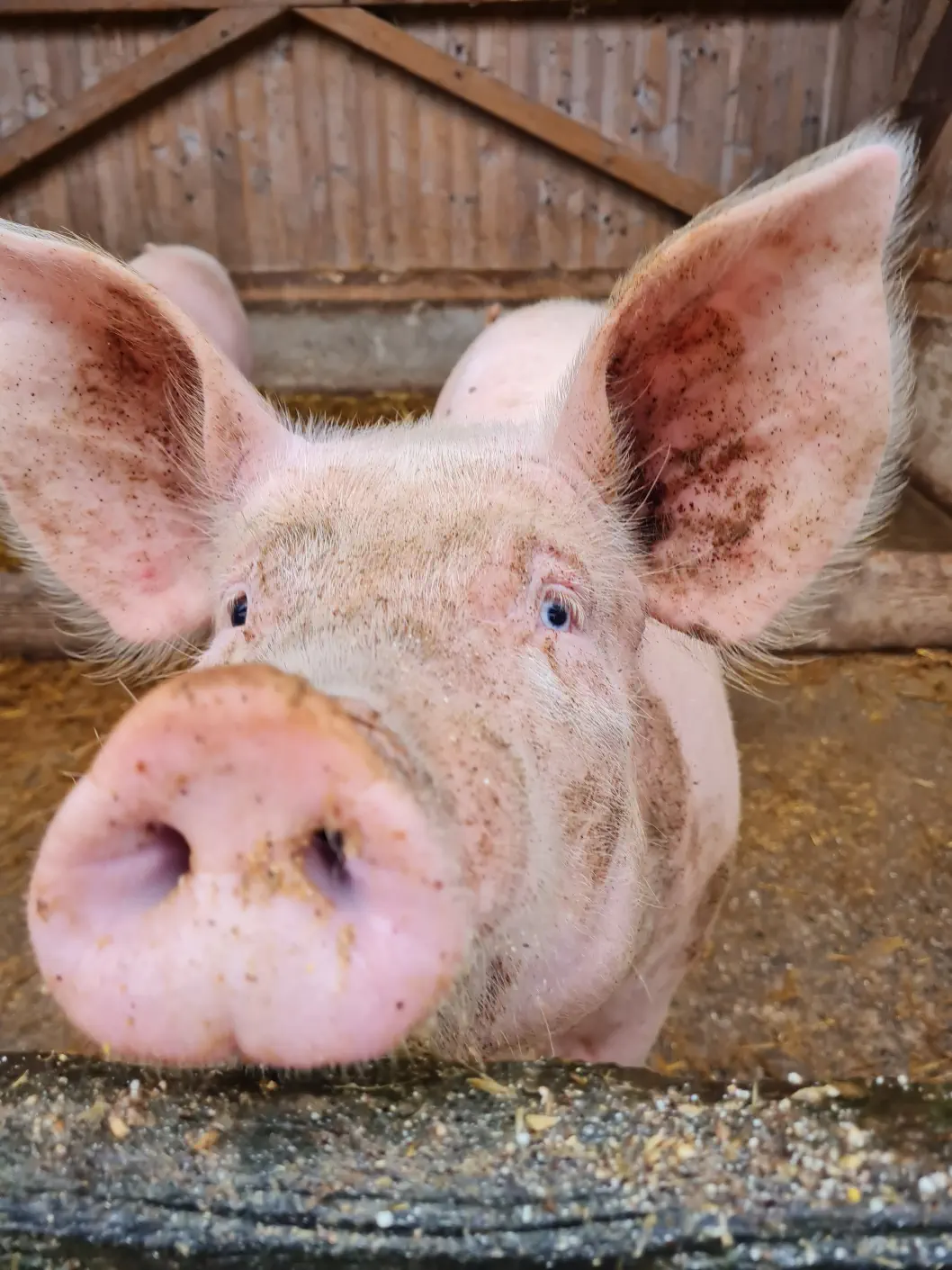 Oberösterreich Urlaub am Bauernhof