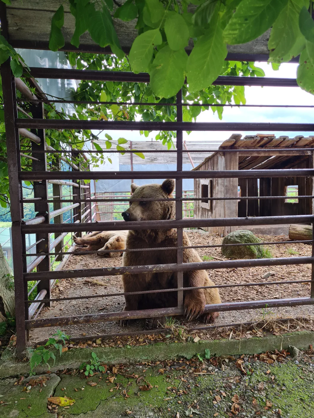 Bären Südsteiermark