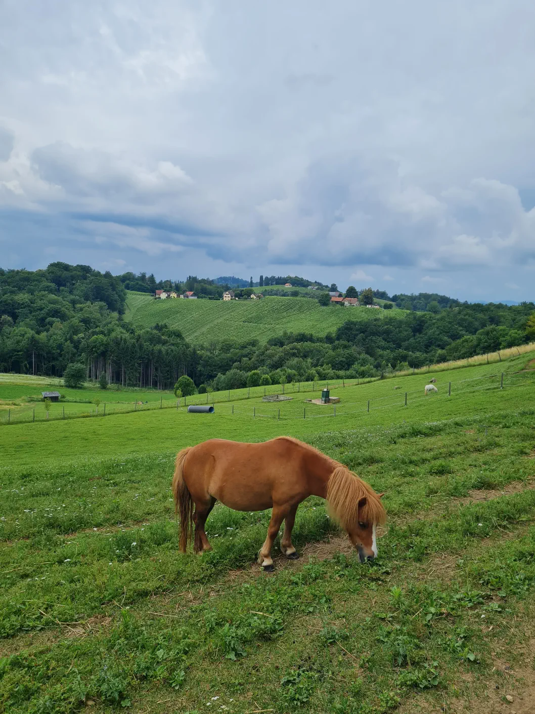 Bären Südsteiermark