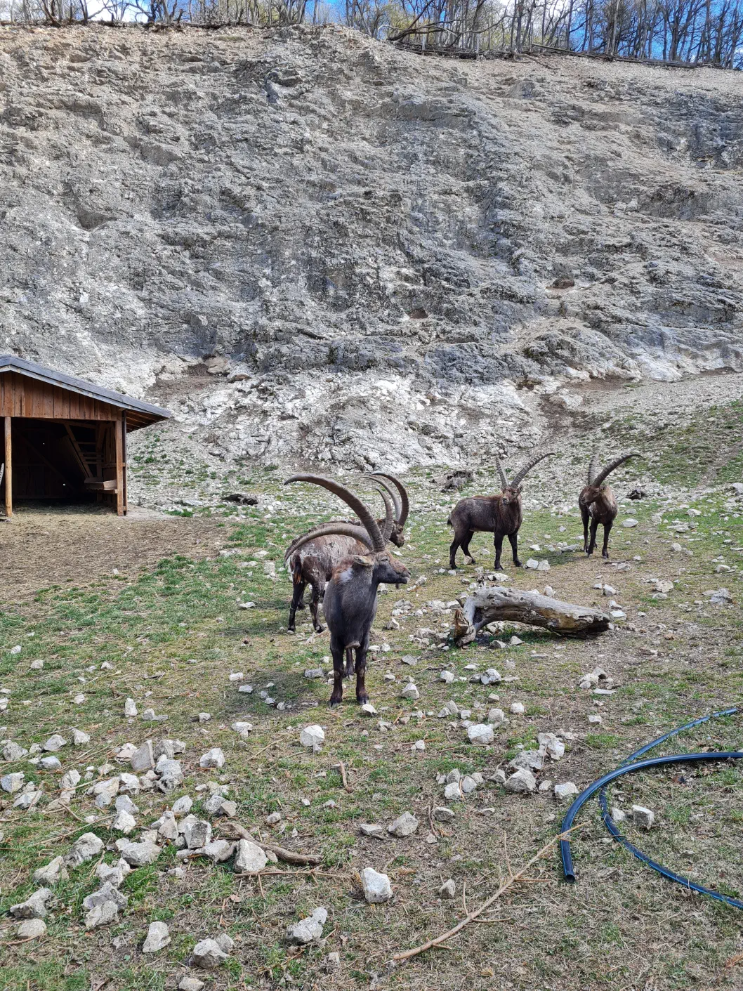 Niederösterreich Wildpark