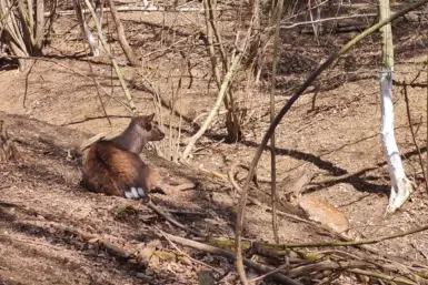 Sikawild im Wildpark Ernstbrunn