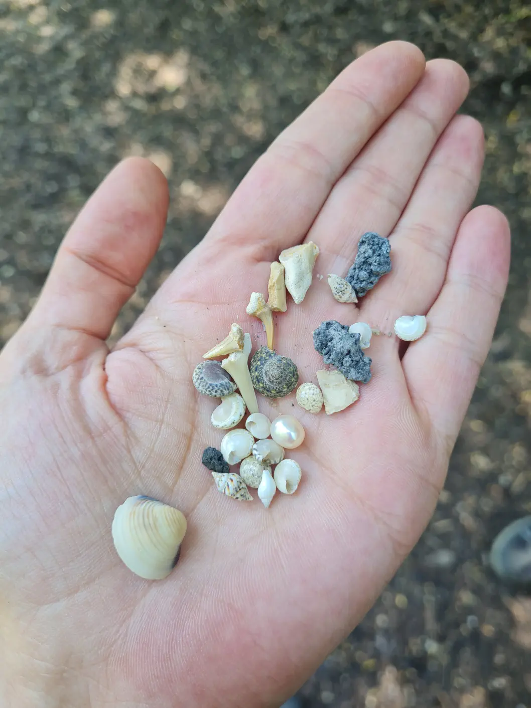 Fossilienwelt Stetten Kleinkind