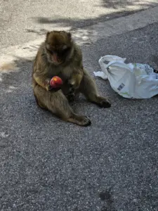 Gibraltar mit Kleinkind