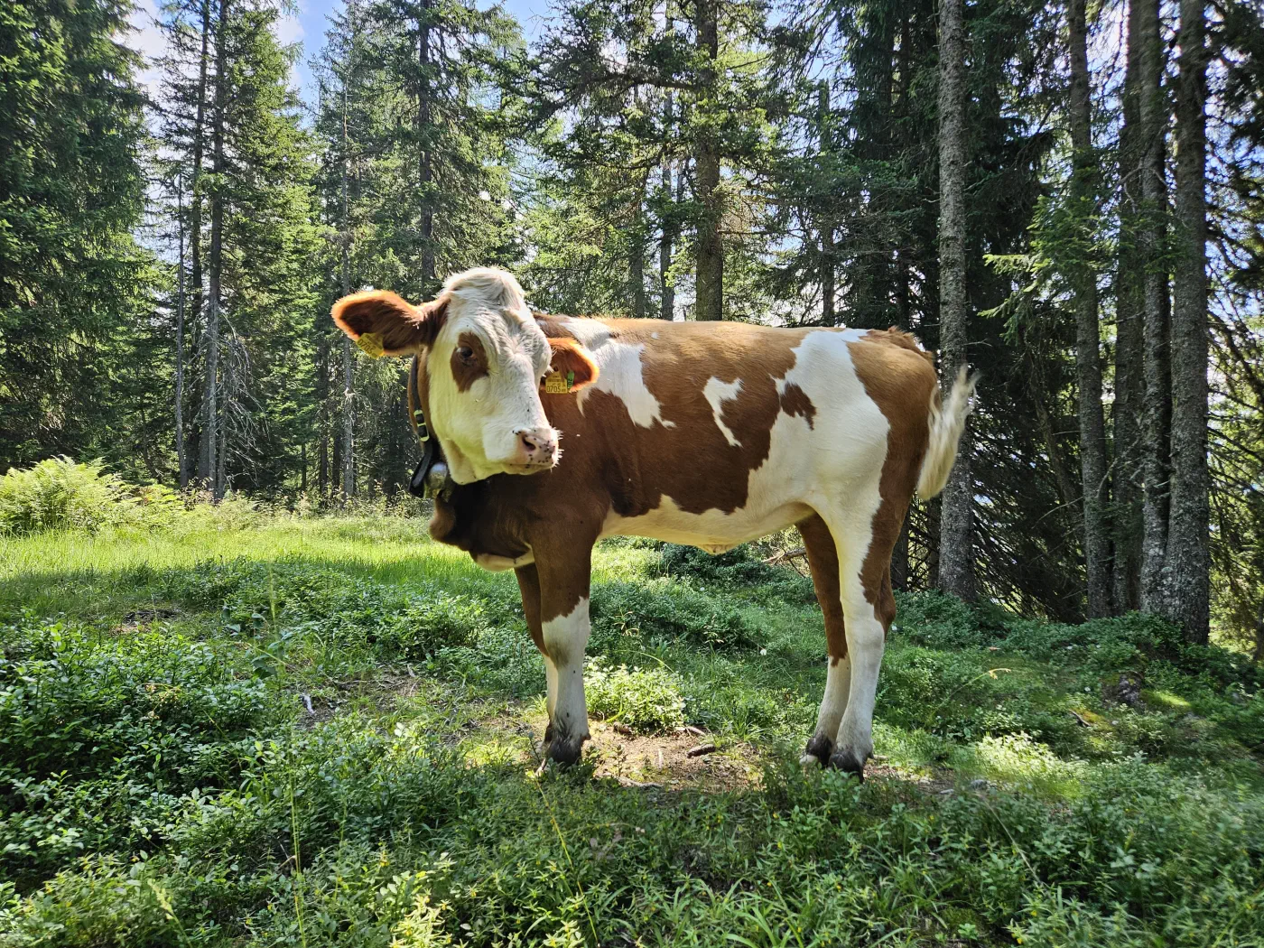 Grafenberg Kinderwagen