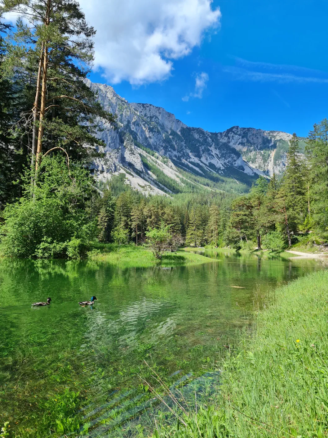 Grüner See Kinderwagen