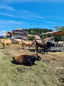 Gut Aiderbichl Salzburg