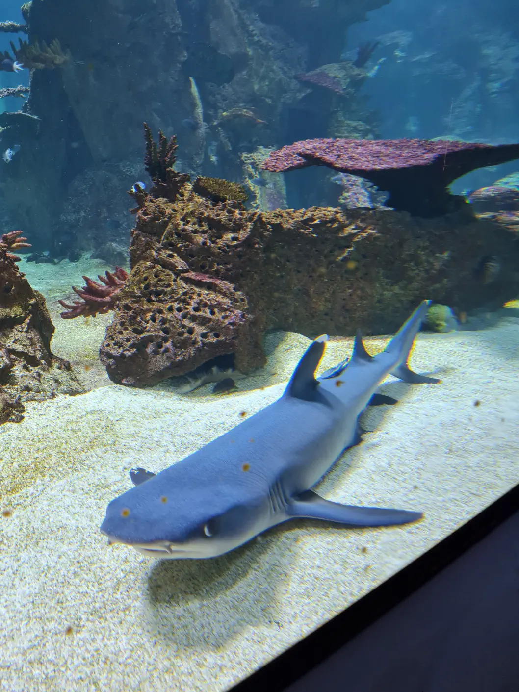 Das riesige Haibecken!