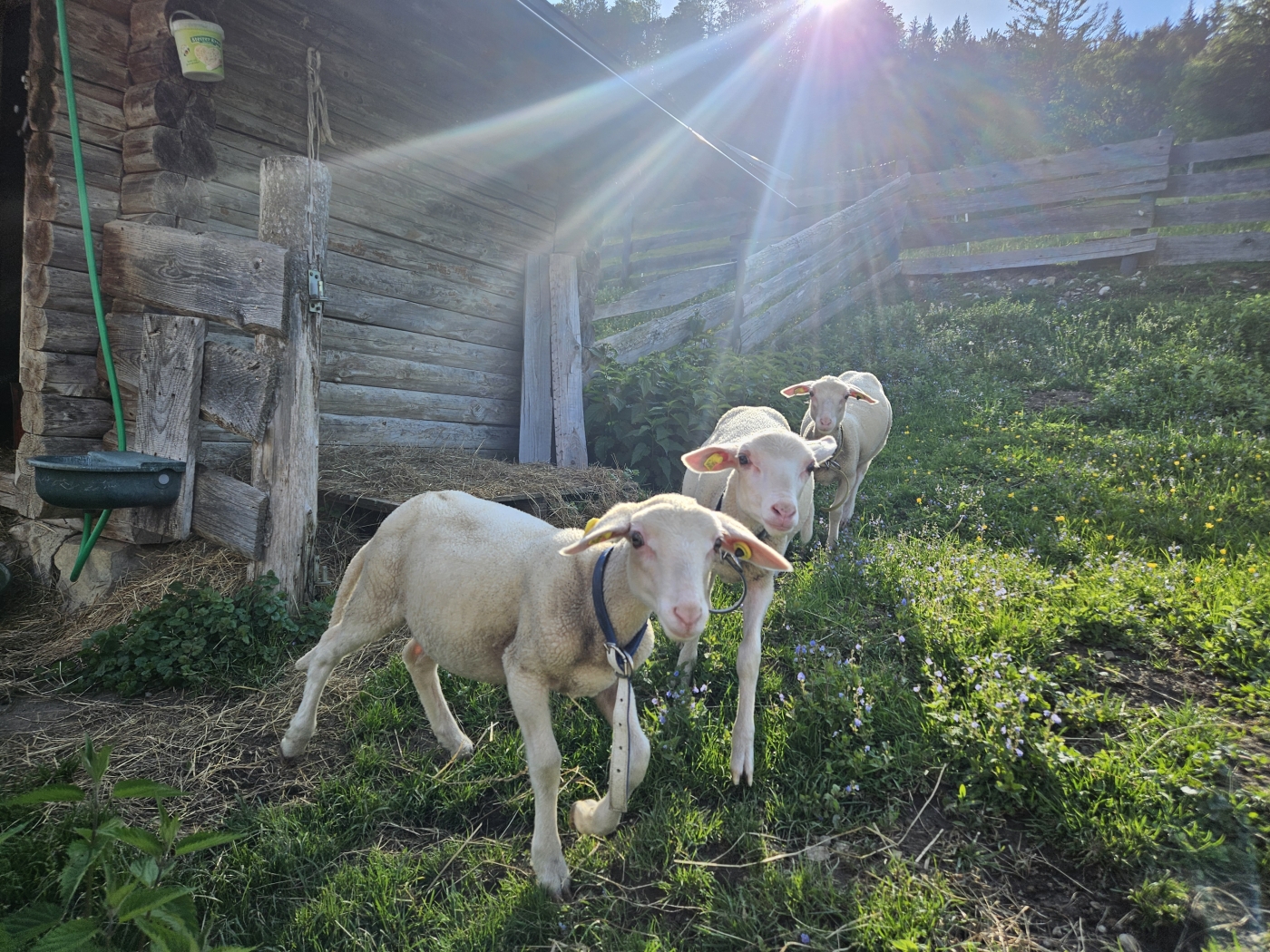 Urlaub am Bauernhof Irrsee