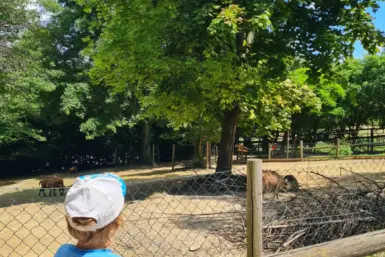 Tierwelt Herberstein kleinkind