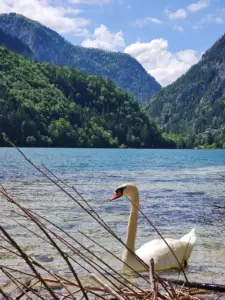 Leopoldsteinersee Kinderwagen