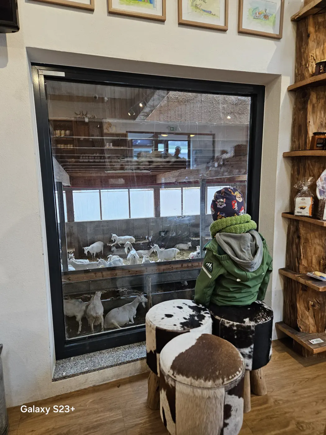 Die Fenster zum Stall sind sehr tief, so erhalten auch kleine Kinder einen guten Blick. Tolles Familienausflugsziel - Mandl's Ziegenhof Biobauernhof