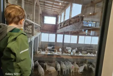 Peppino hat es gefallen das Gewusel der Ziegen zu beobachten - Mandl's Ziegenhof Biobauernhof