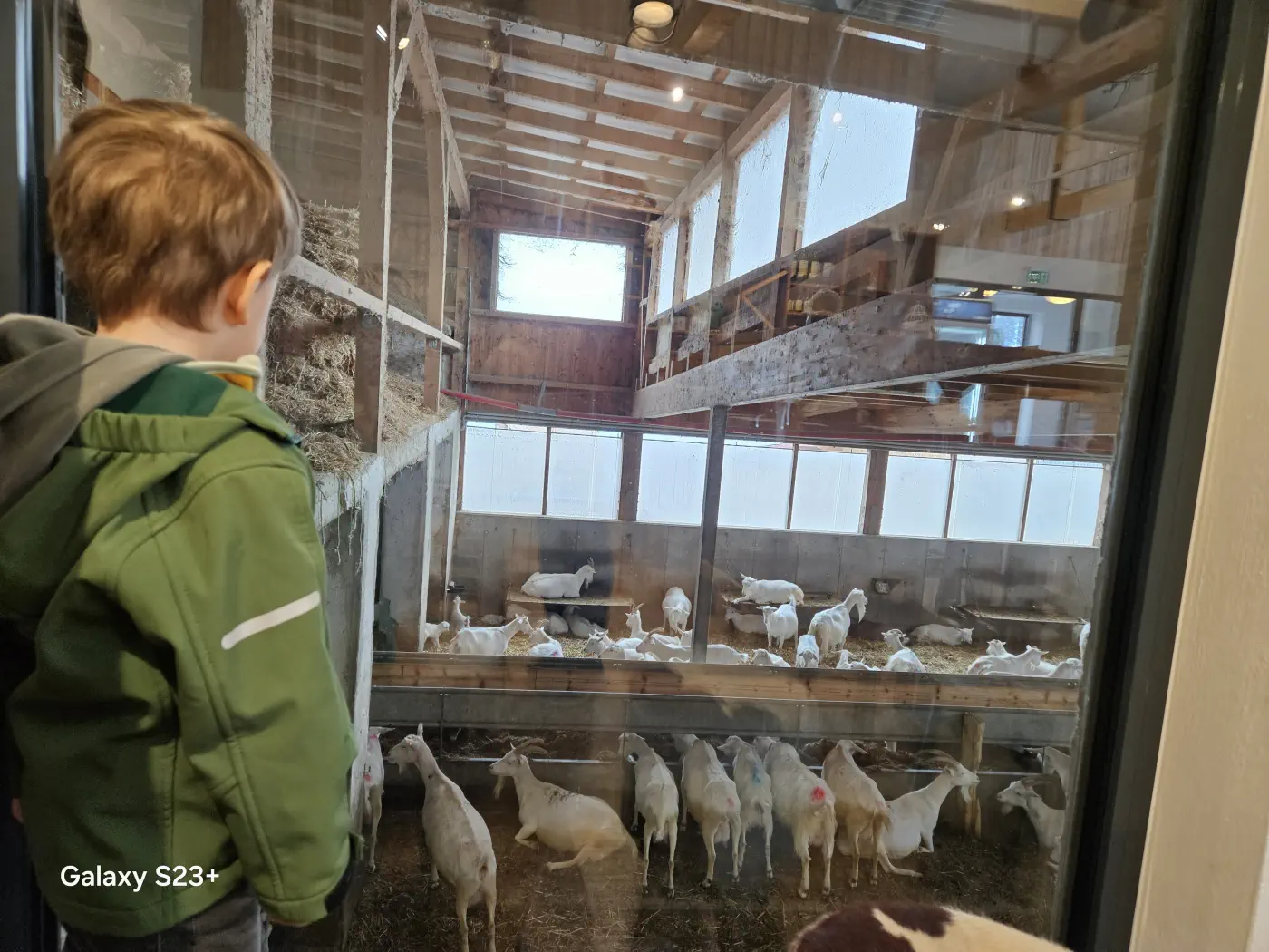 Peppino hat es gefallen das Gewusel der Ziegen zu beobachten - Mandl's Ziegenhof Biobauernhof