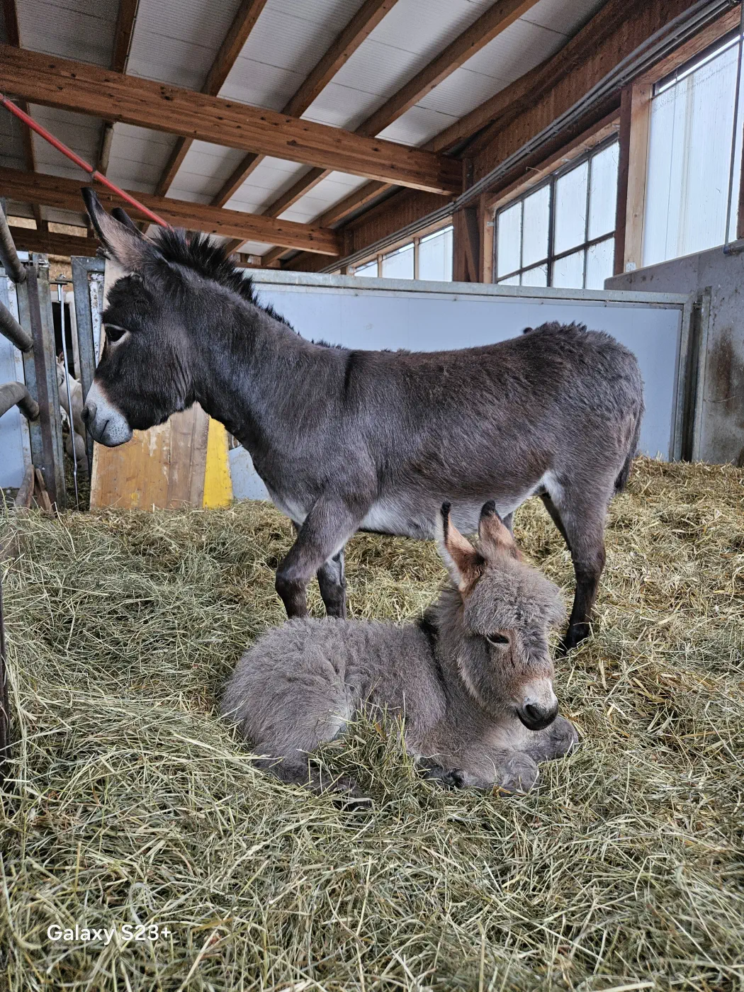 Wie süß! Das Fohlen ist erst ein Monat alt - Mandl's Ziegenhof Biobauernhof