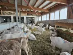 Hier leben sehr viele Ziegen - Mandl's Ziegenhof Biobauernhof