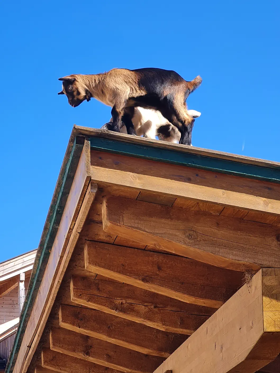 Wirtshaus Nattererboden