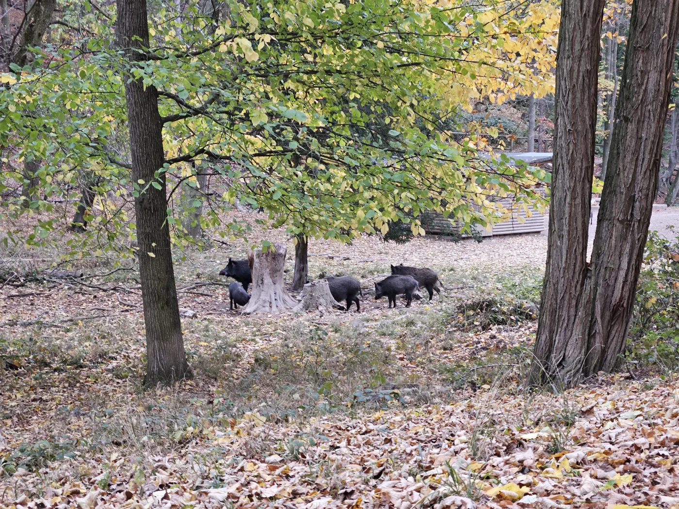 Naturpark Sparbach Kinderwagen