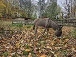 Naturpark Sparbach Kinderwagen