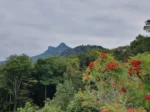 Grandfather Mountain