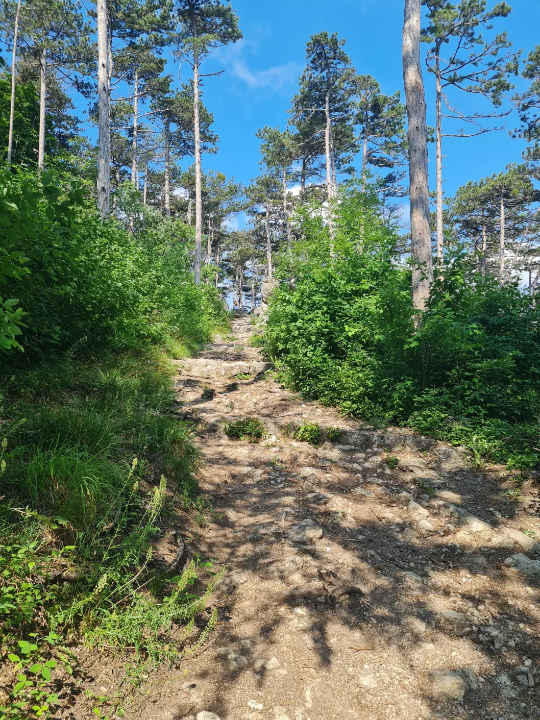 Burgruine Rauheneck Kind