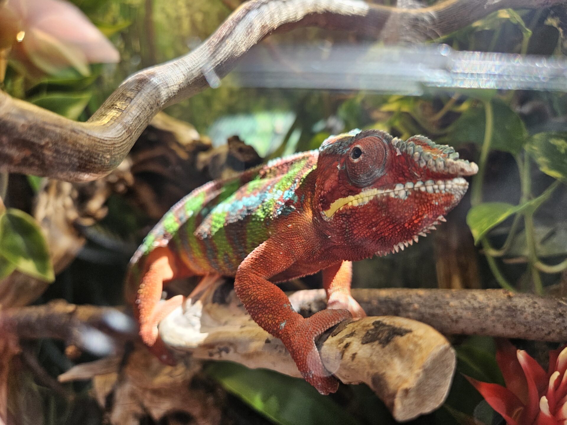 Reptilienzoo Happ mit Kleinkind