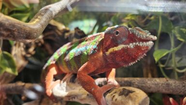 Reptilienzoo Happ mit Kleinkind