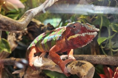 Reptilienzoo Happ mit Kleinkind