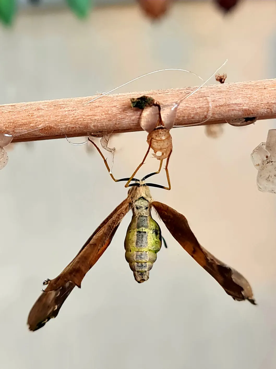 Dieser ist gerade geschlüpft