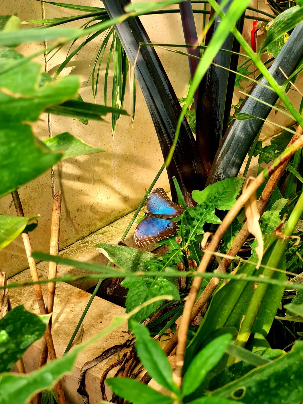 Im Schmetterlingshaus gibt es 500 verschiedene Schmetterlinge!