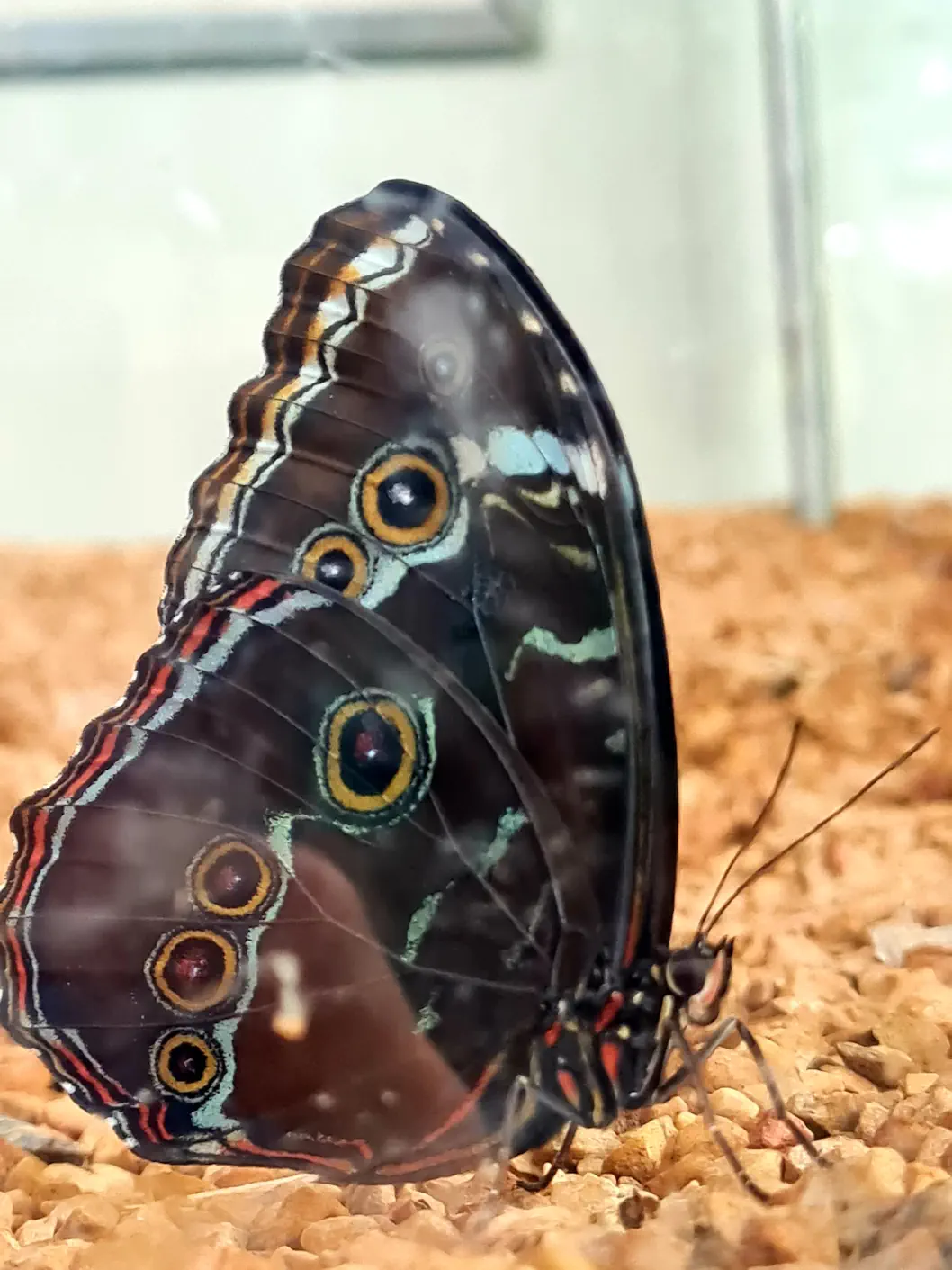 Weniger farbenfroh und dennoch wunderschön