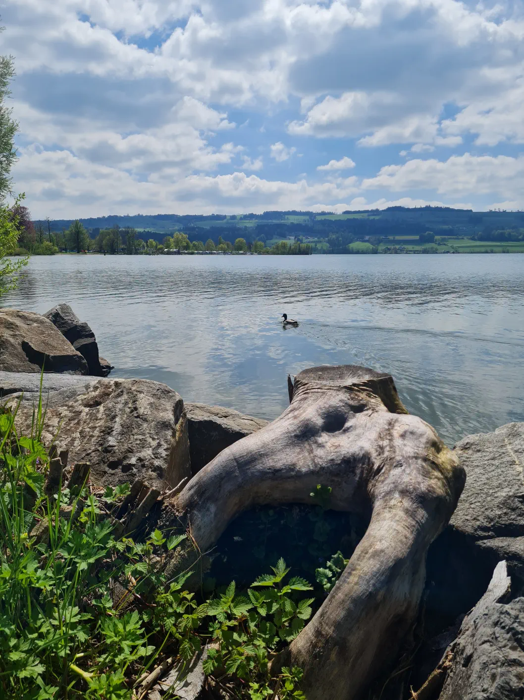 Sempachersee mit Kinderwagen