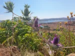 Wichita Mountains