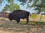 Wichita Mountains