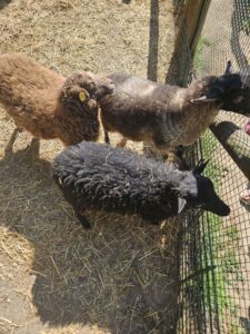 Tierpark Rosegg