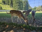 Tierpark Rosegg mit Kleinkind