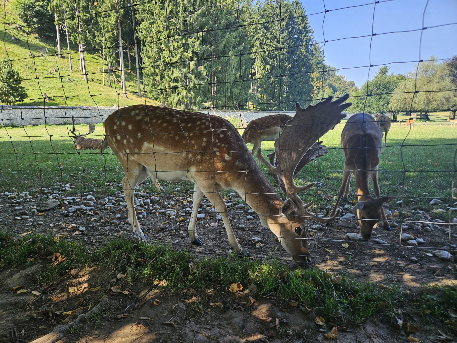 Tierpark Rosegg mit Kleinkind