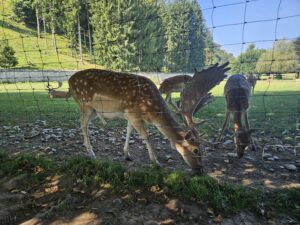 Tierpark Rosegg