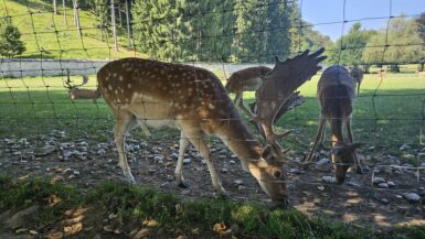 Tierpark Rosegg mit Kleinkind