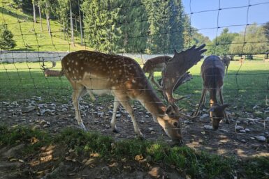 Tierpark Rosegg mit Kleinkind