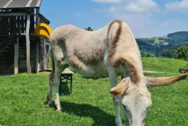 Tierpark Buchenberg Kleinkind