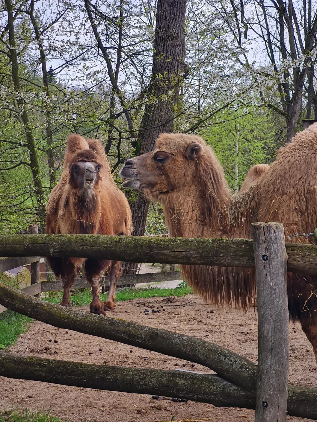 Die Trampeltiere befinden sich gleich am Anfang des Tierparks