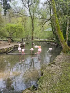 Flamingos in einem der Teiche