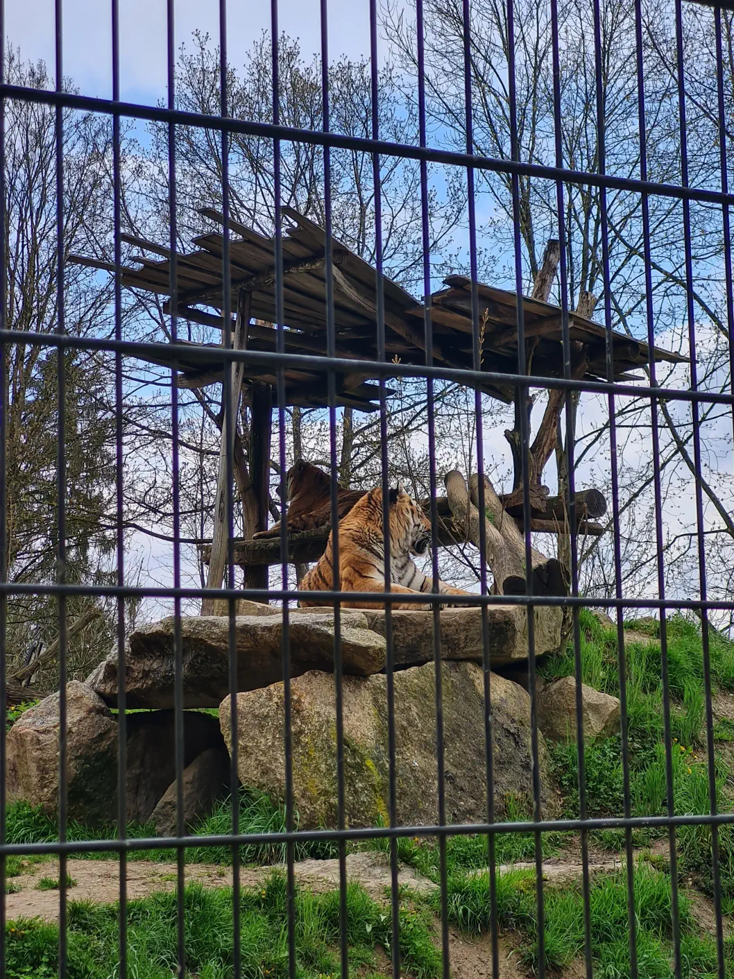 Der Sibirische Tiger hat uns keines Blickes gewürdigt