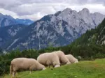 Schafe im Triglav Nationalpark