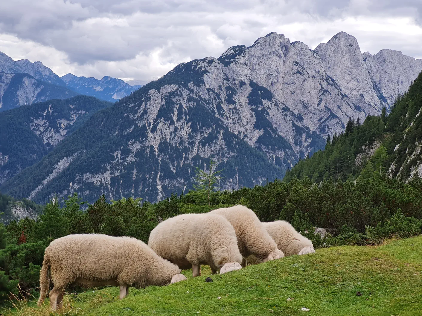 Schafe im Triglav Nationalpark