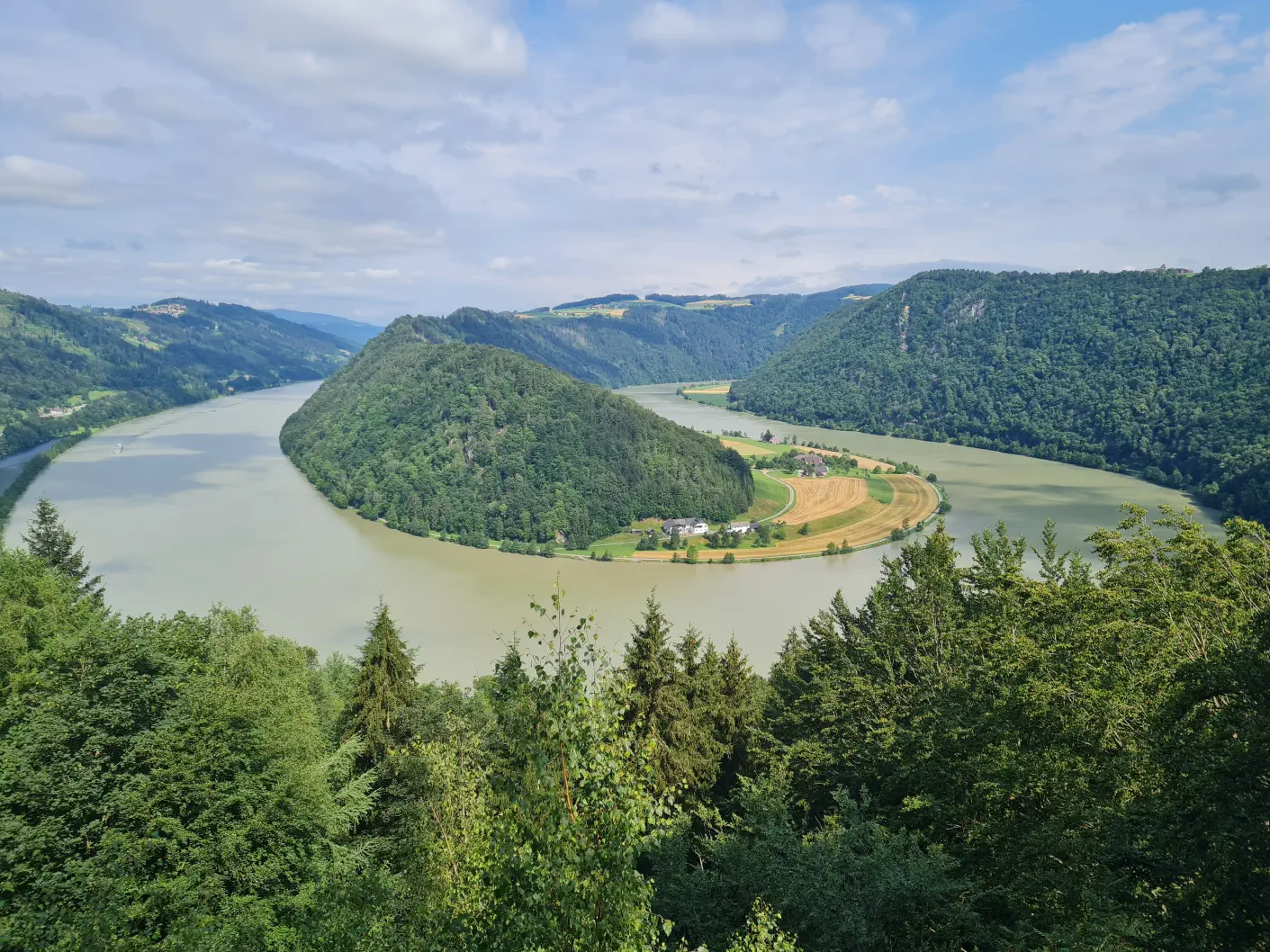 Donauschlinge Schlögener Blick